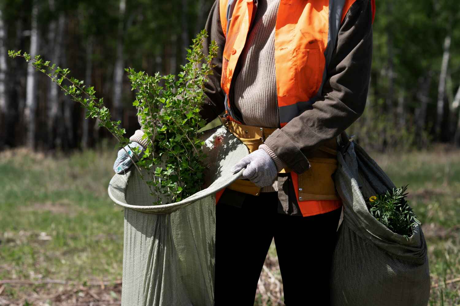 Reliable Campbell, CA Tree Service Solutions